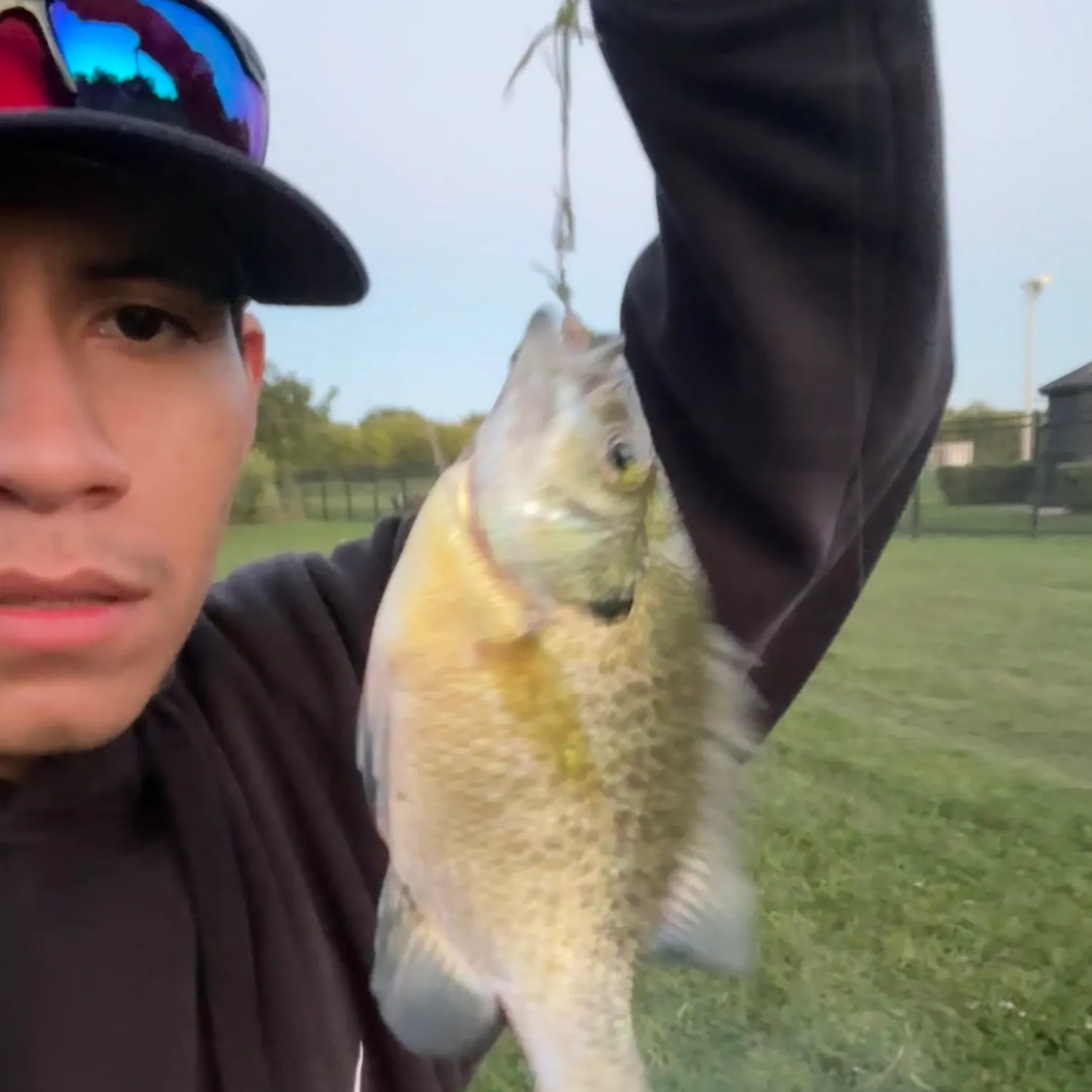 Bluegill caught on Fishbrain