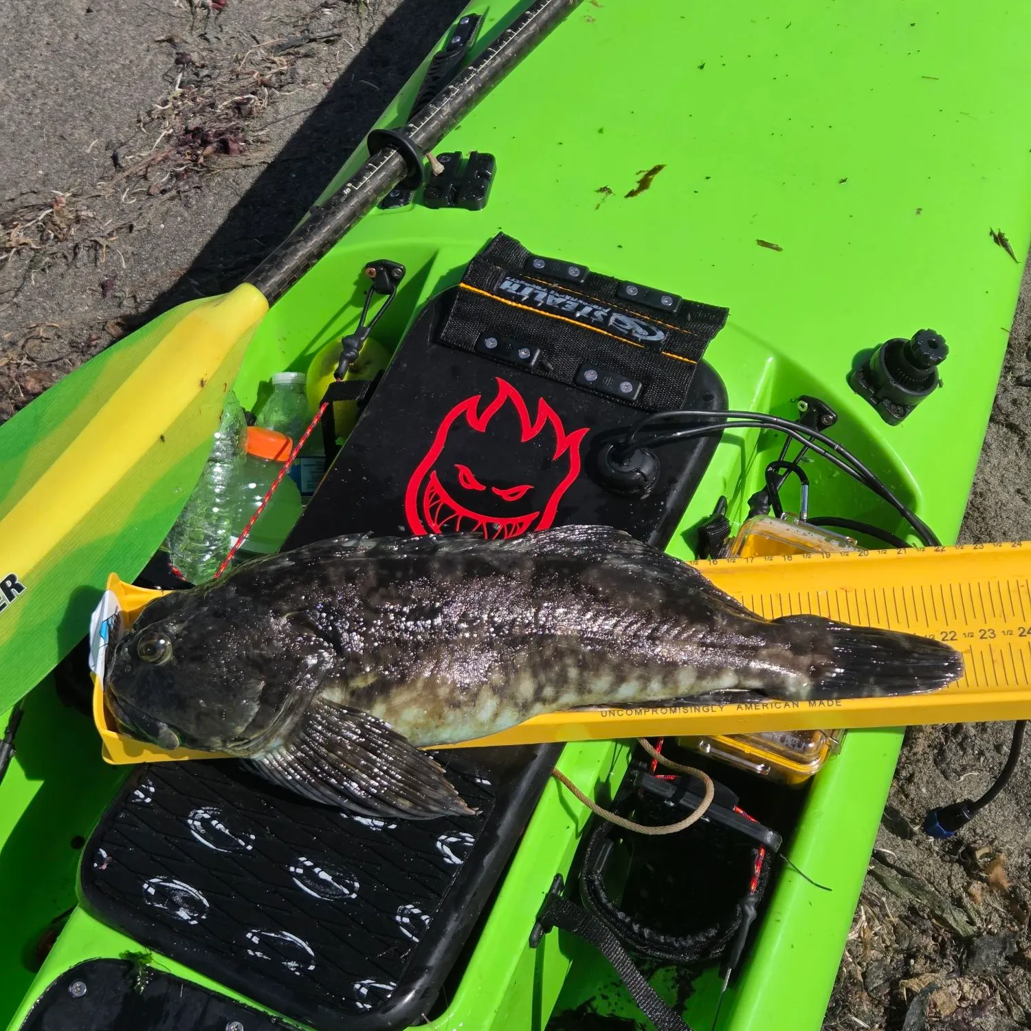 Cabezon caught on Fishbrain