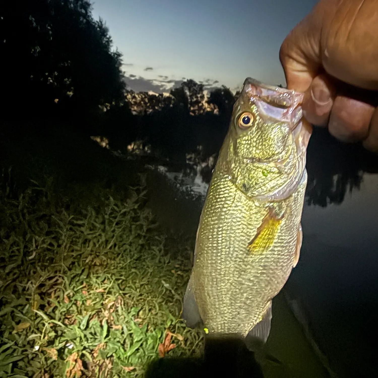 Largemouth bass caught on Fishbrain