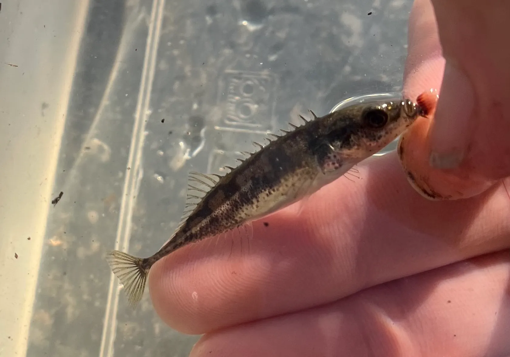 Ninespine stickleback