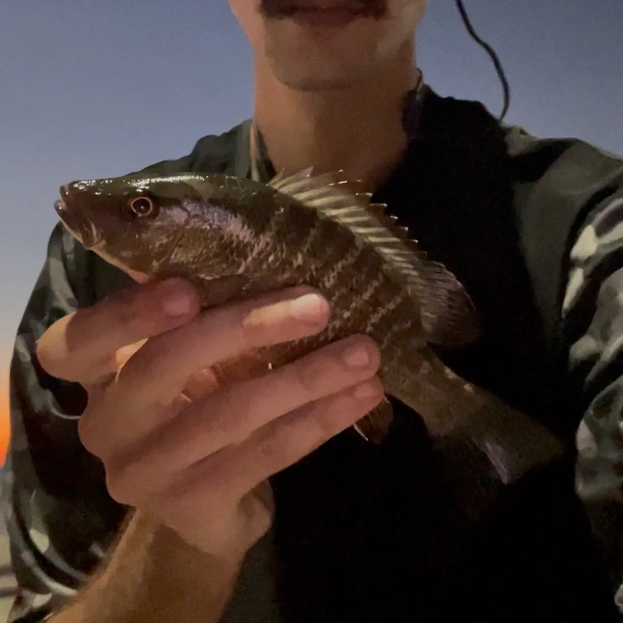 Mangrove snapper caught on Fishbrain