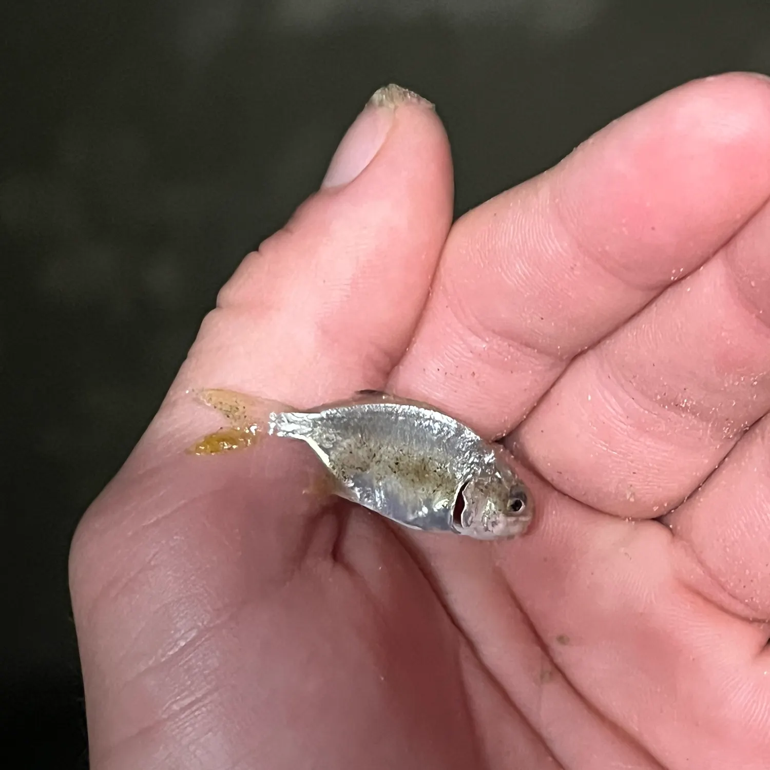 The most recent American shad catches on Fishbrain