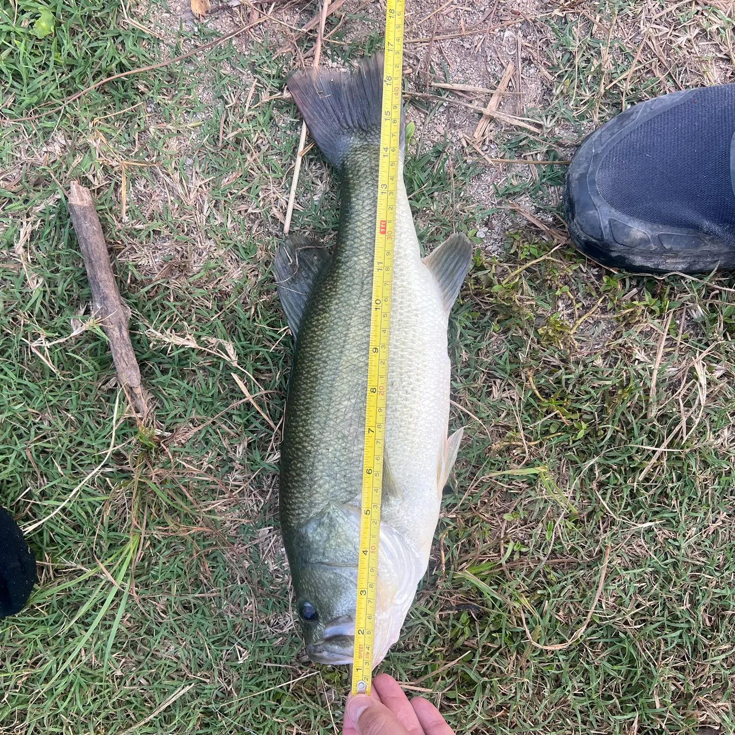 Largemouth bass caught on Fishbrain