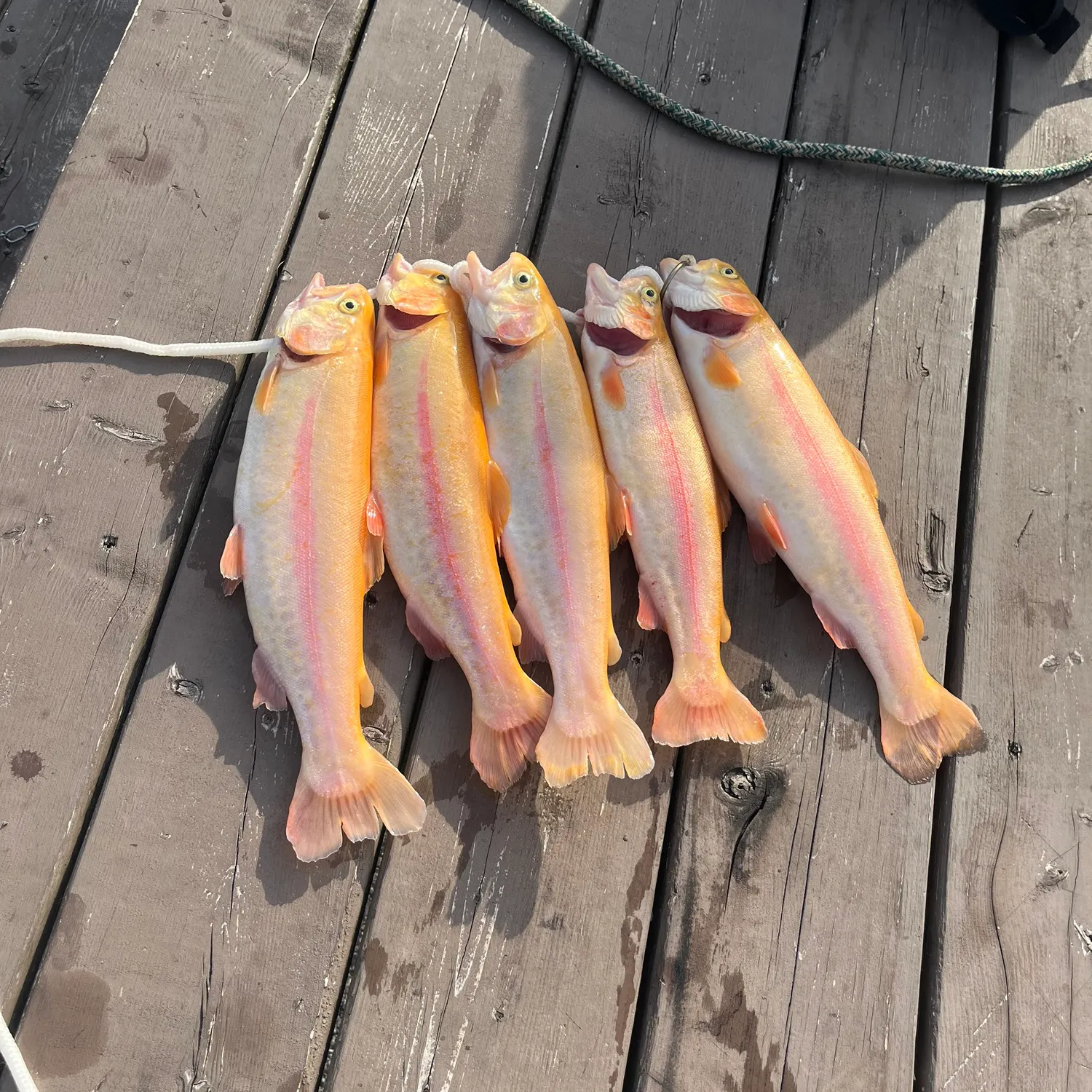 recently logged catches
