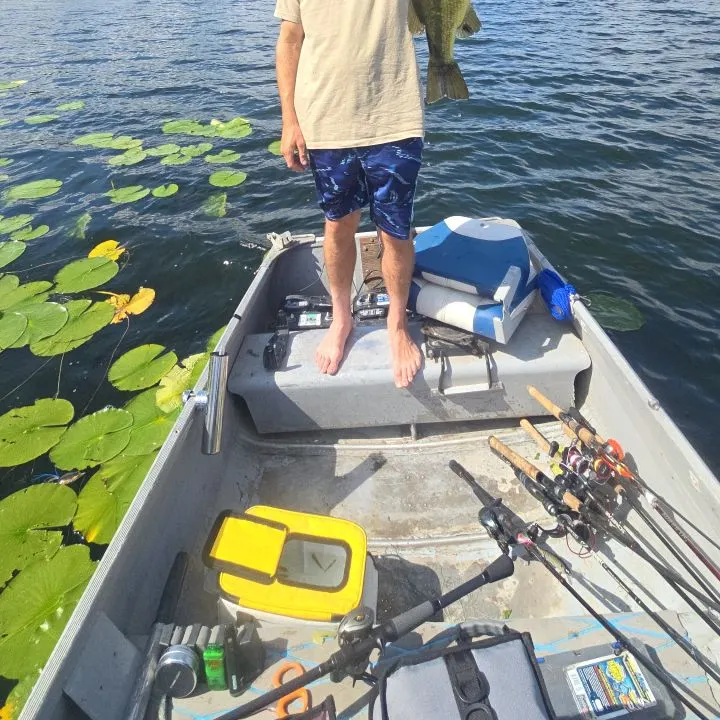 Largemouth bass caught on Fishbrain