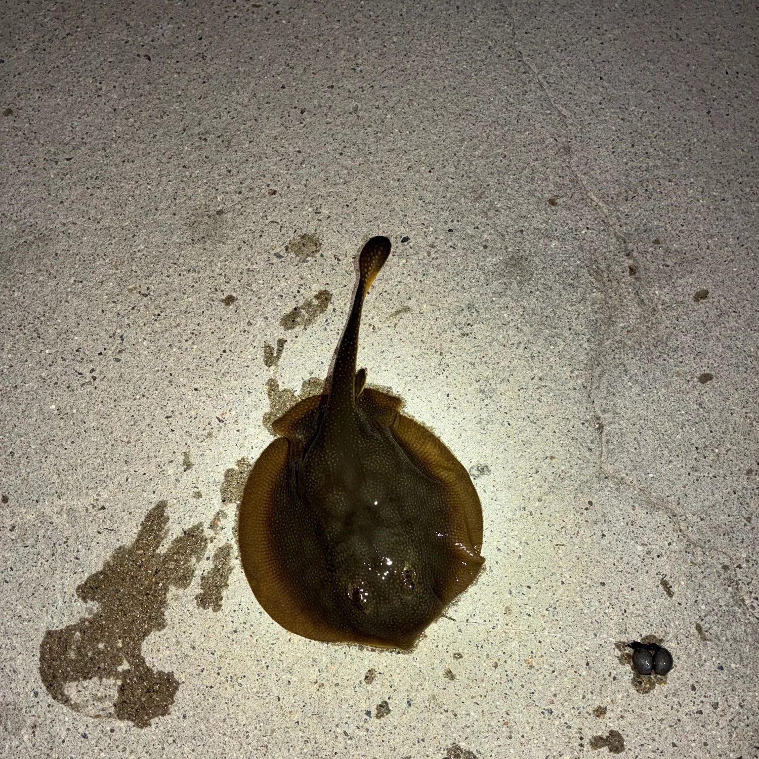 Haller's round ray caught on Fishbrain