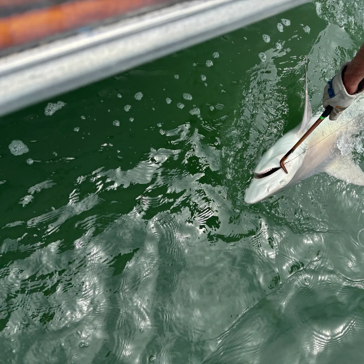 The most recent Copper shark catches on Fishbrain