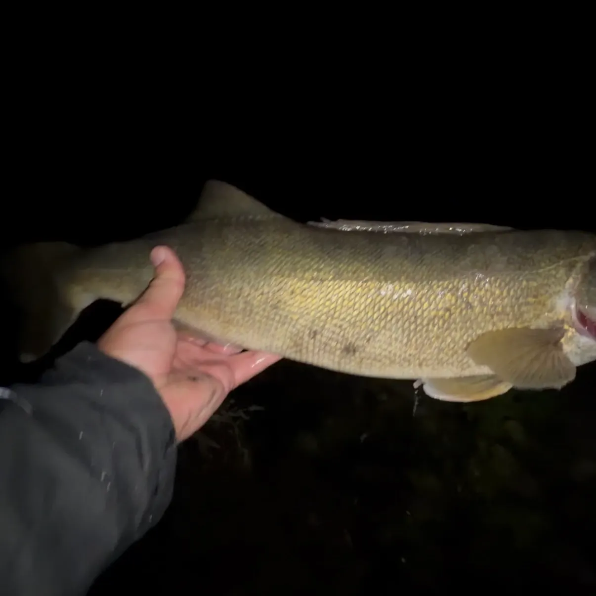 Walleye caught on Fishbrain