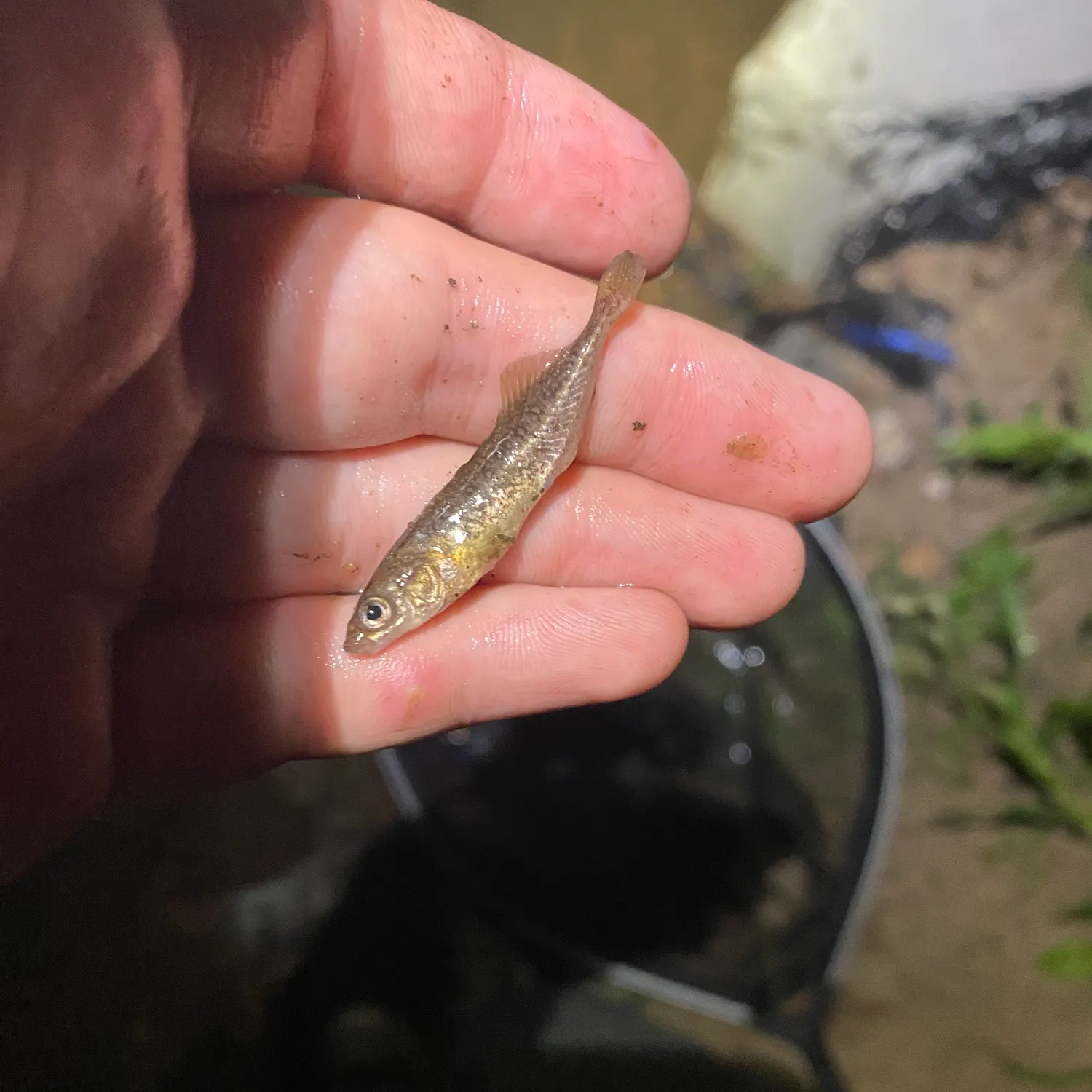 The most recent Brook stickleback catches on Fishbrain