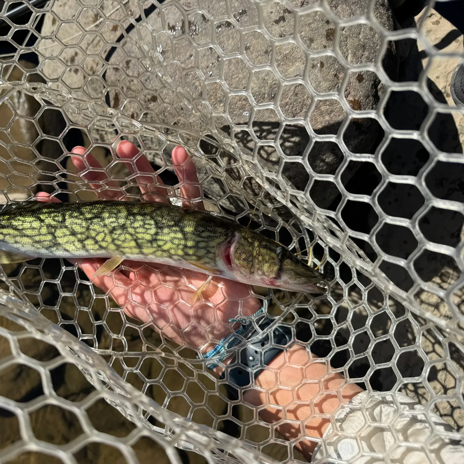 Chain pickerel caught on Fishbrain