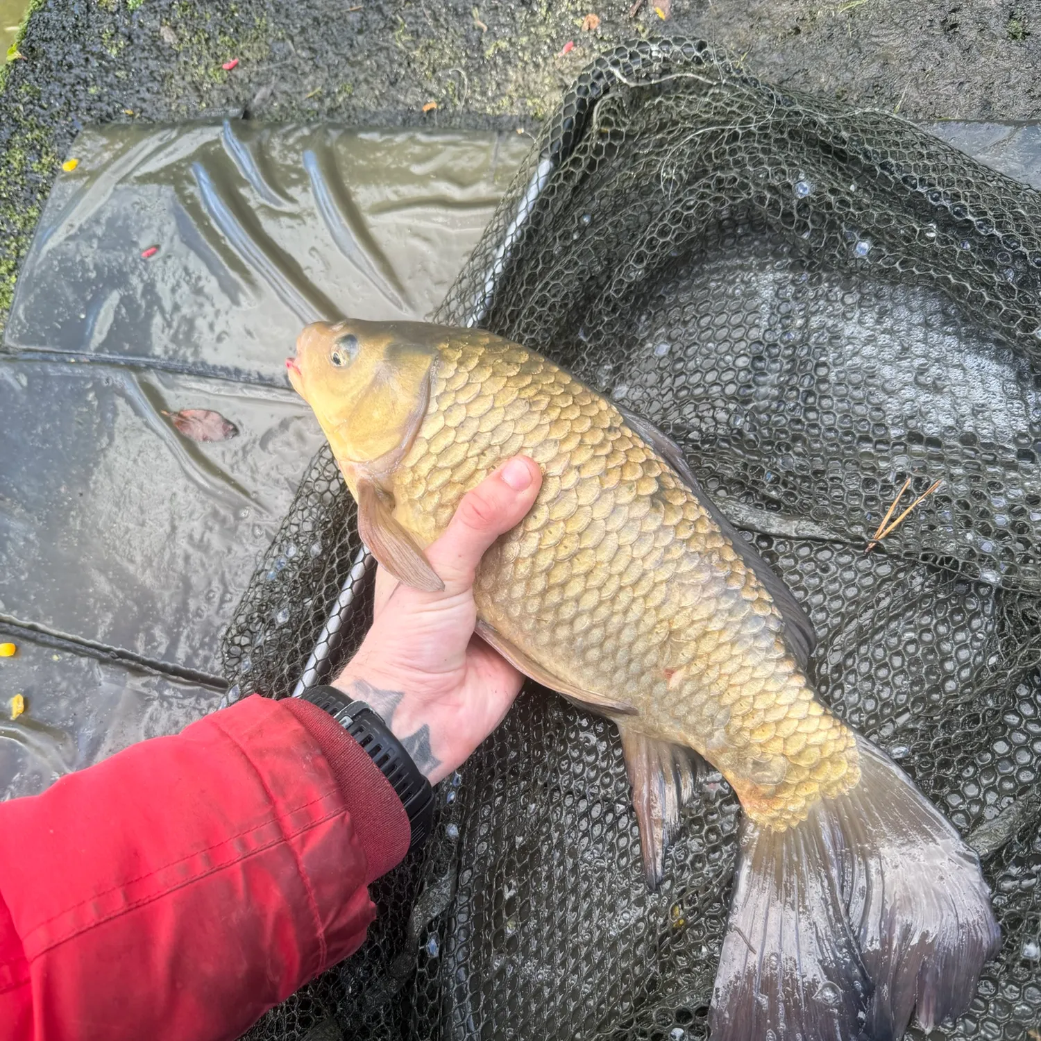 The most recent Crucian carp catches on Fishbrain