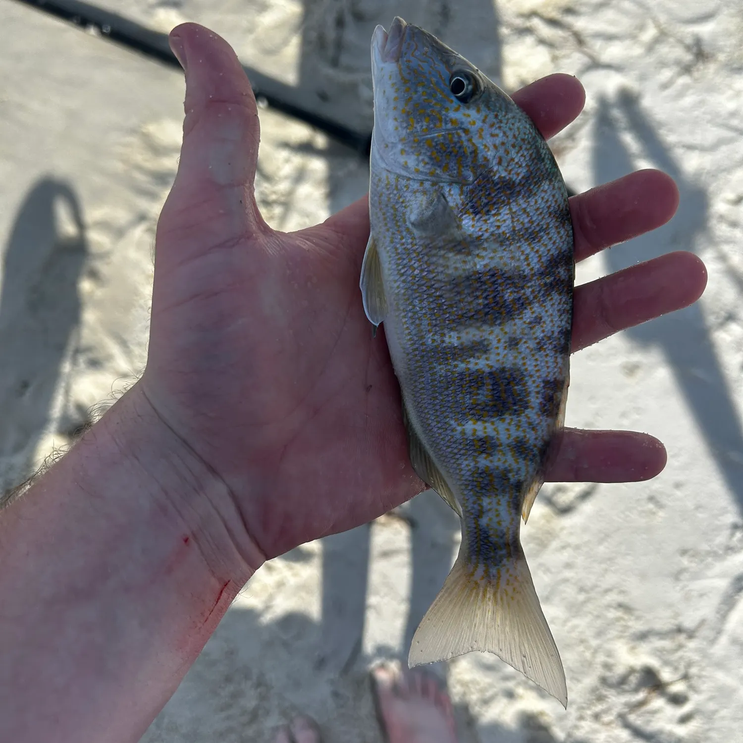 Pinfish caught on Fishbrain