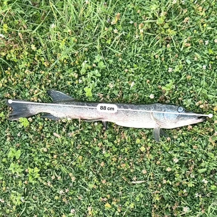 Northern pike caught on Fishbrain