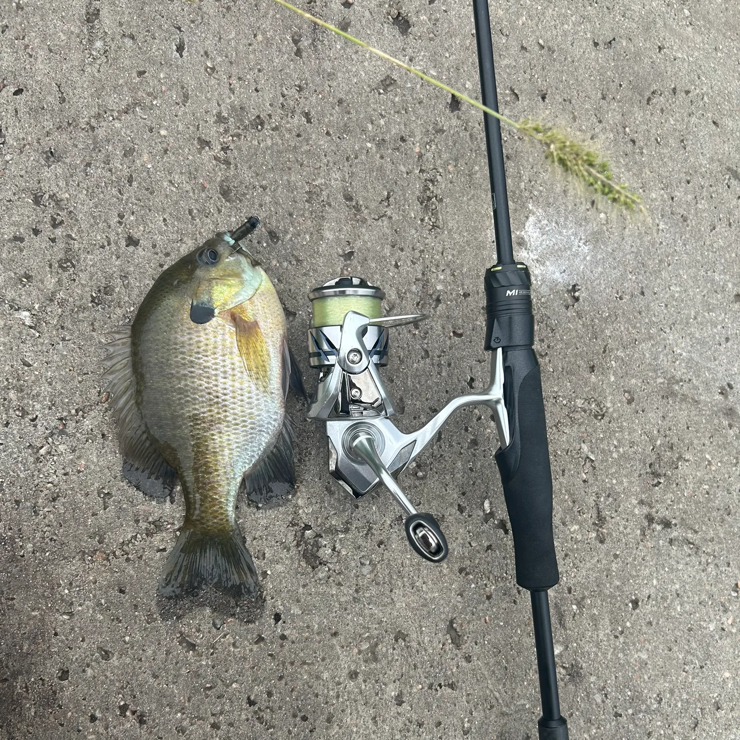 Bluegill caught on Fishbrain