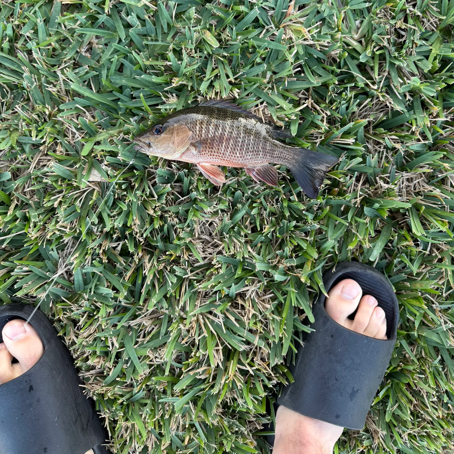 The most recent Mangrove snapper catches on Fishbrain