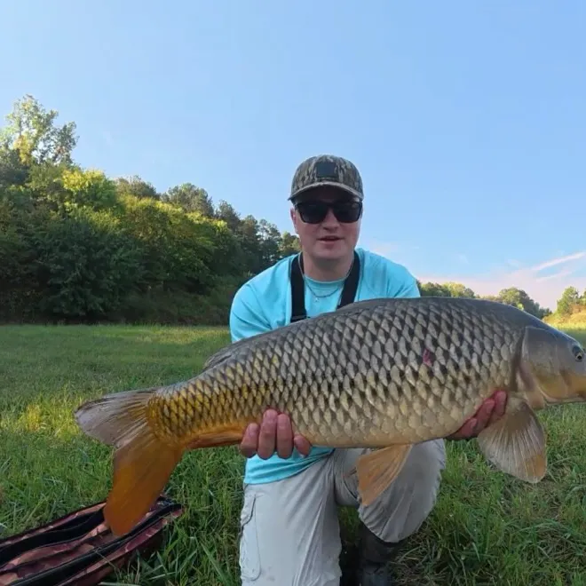 Common carp caught on Fishbrain