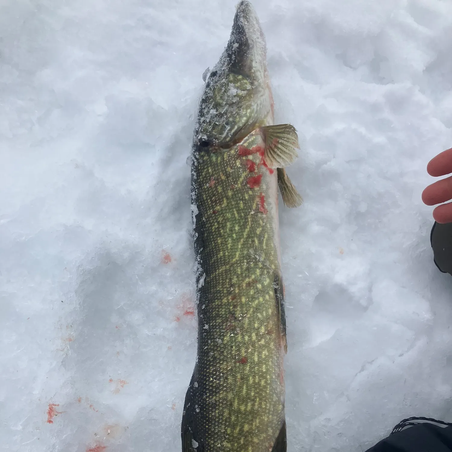 The most popular recent Northern pike x Chain pickerel catch on Fishbrain