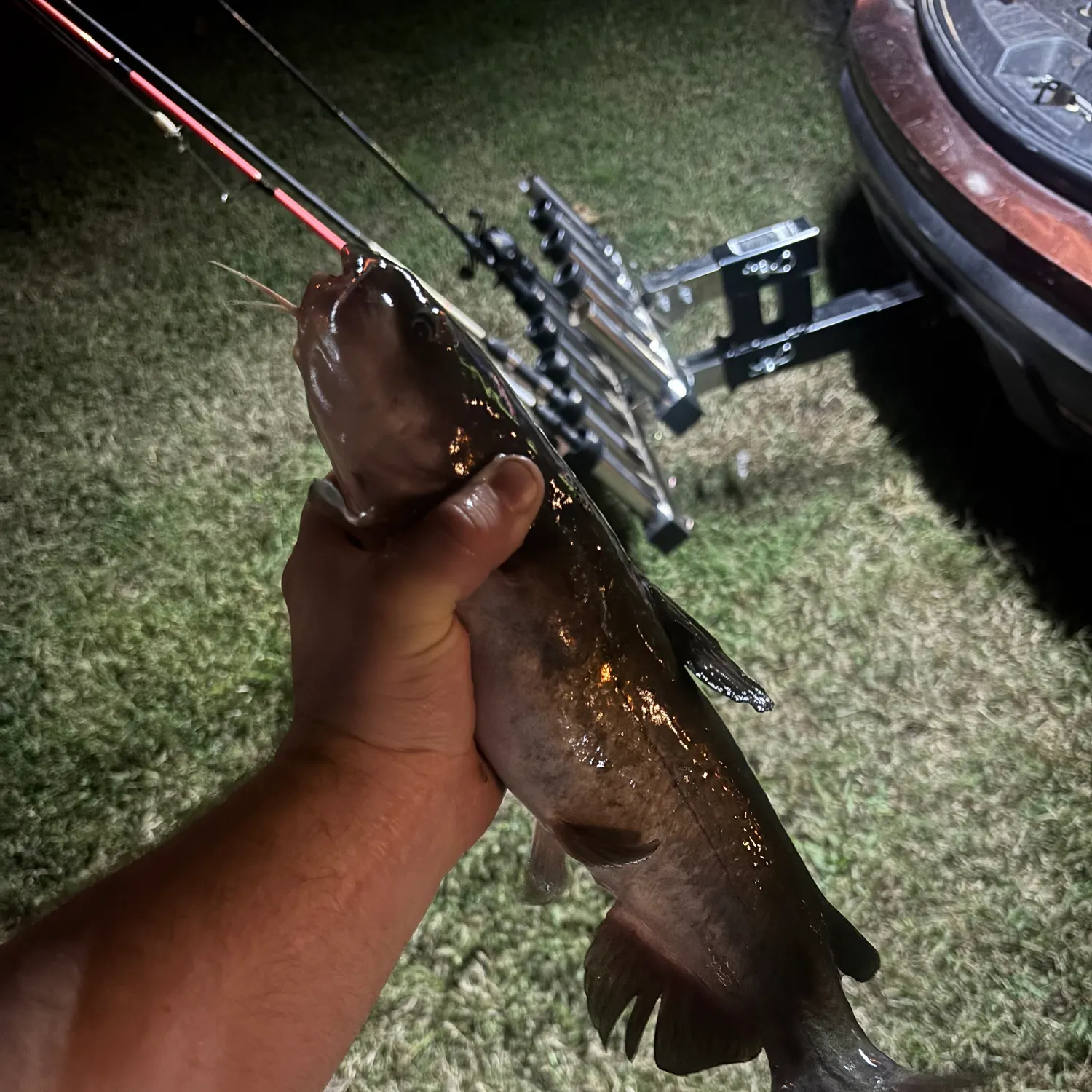 Channel catfish caught on Fishbrain