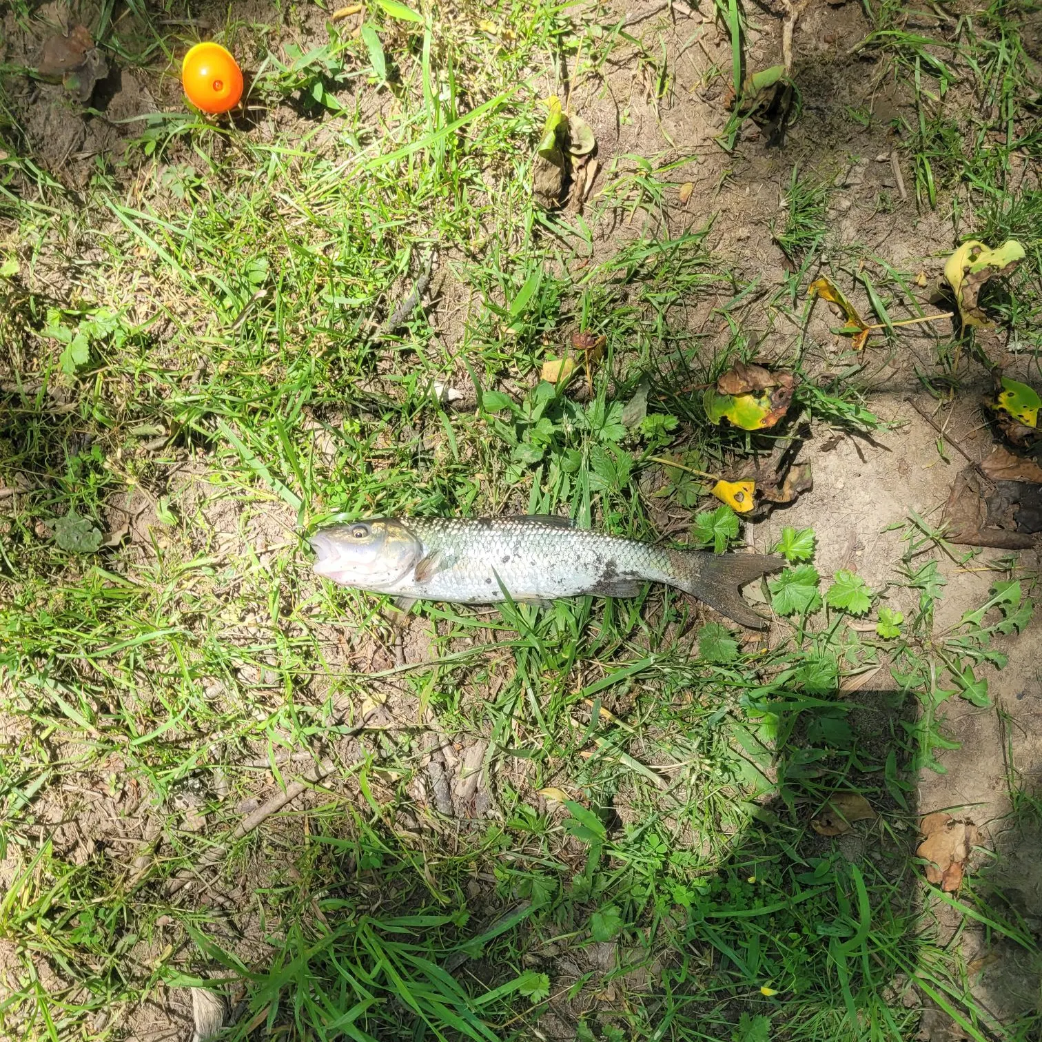 The most recent Fallfish catches on Fishbrain