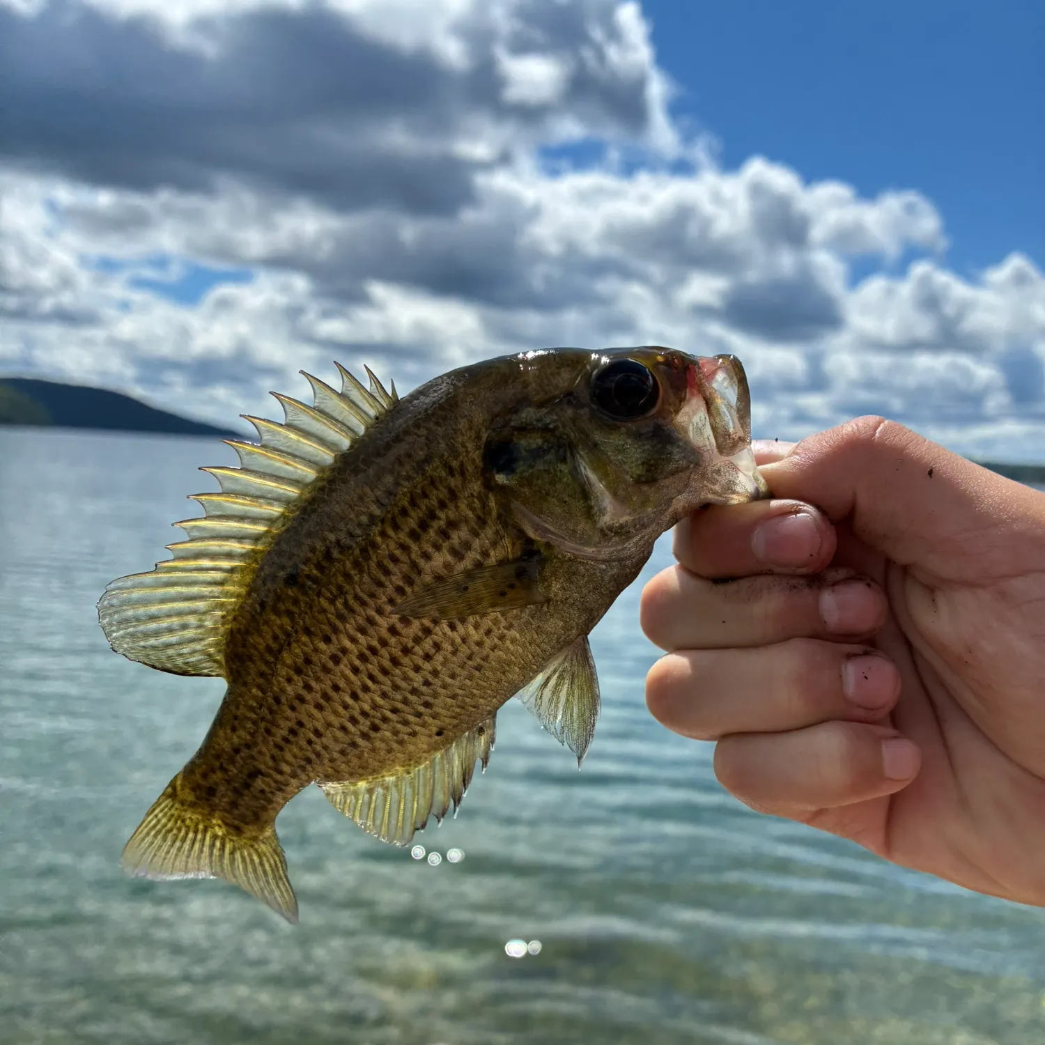 Rock bass caught on Fishbrain