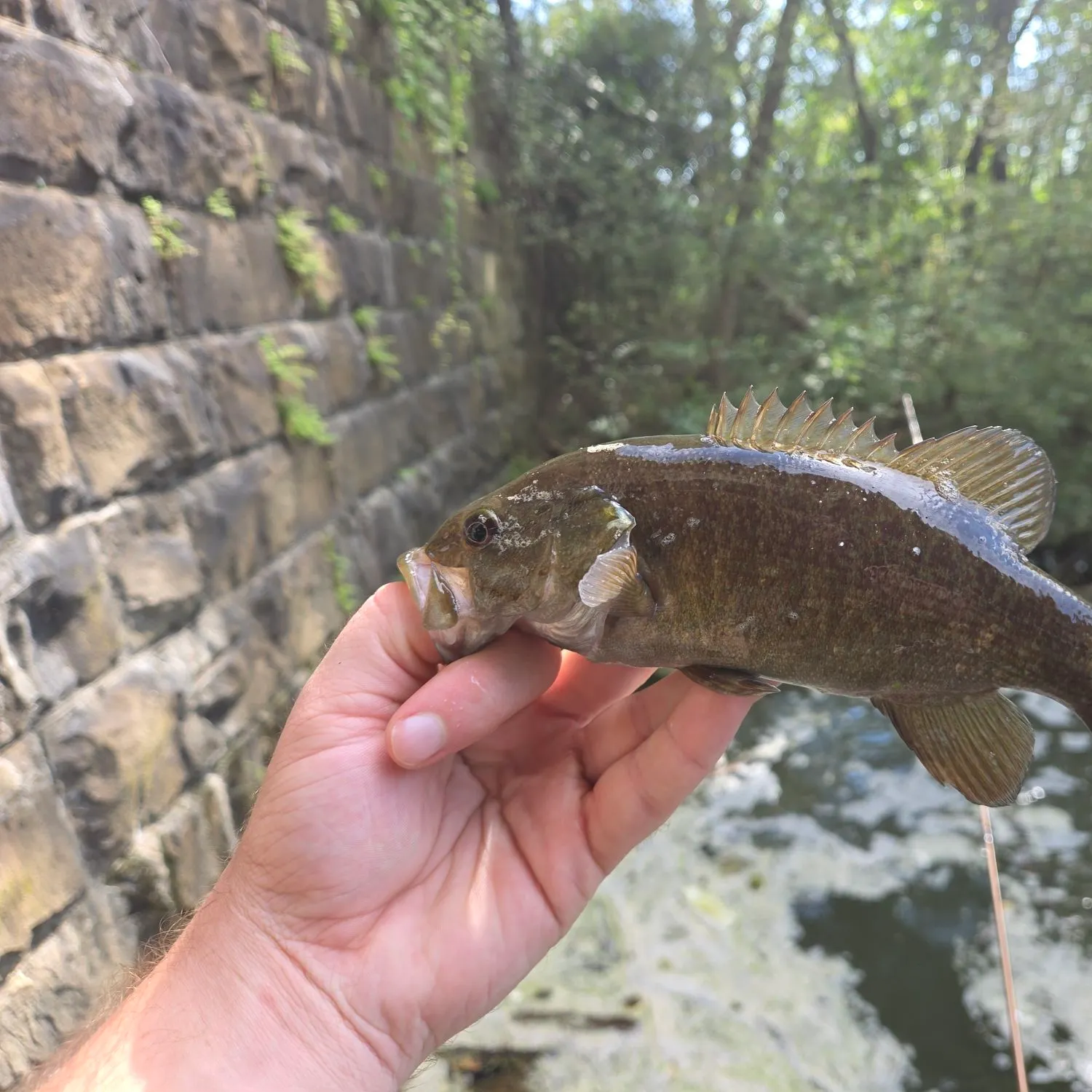 Smallmouth bass caught on Fishbrain