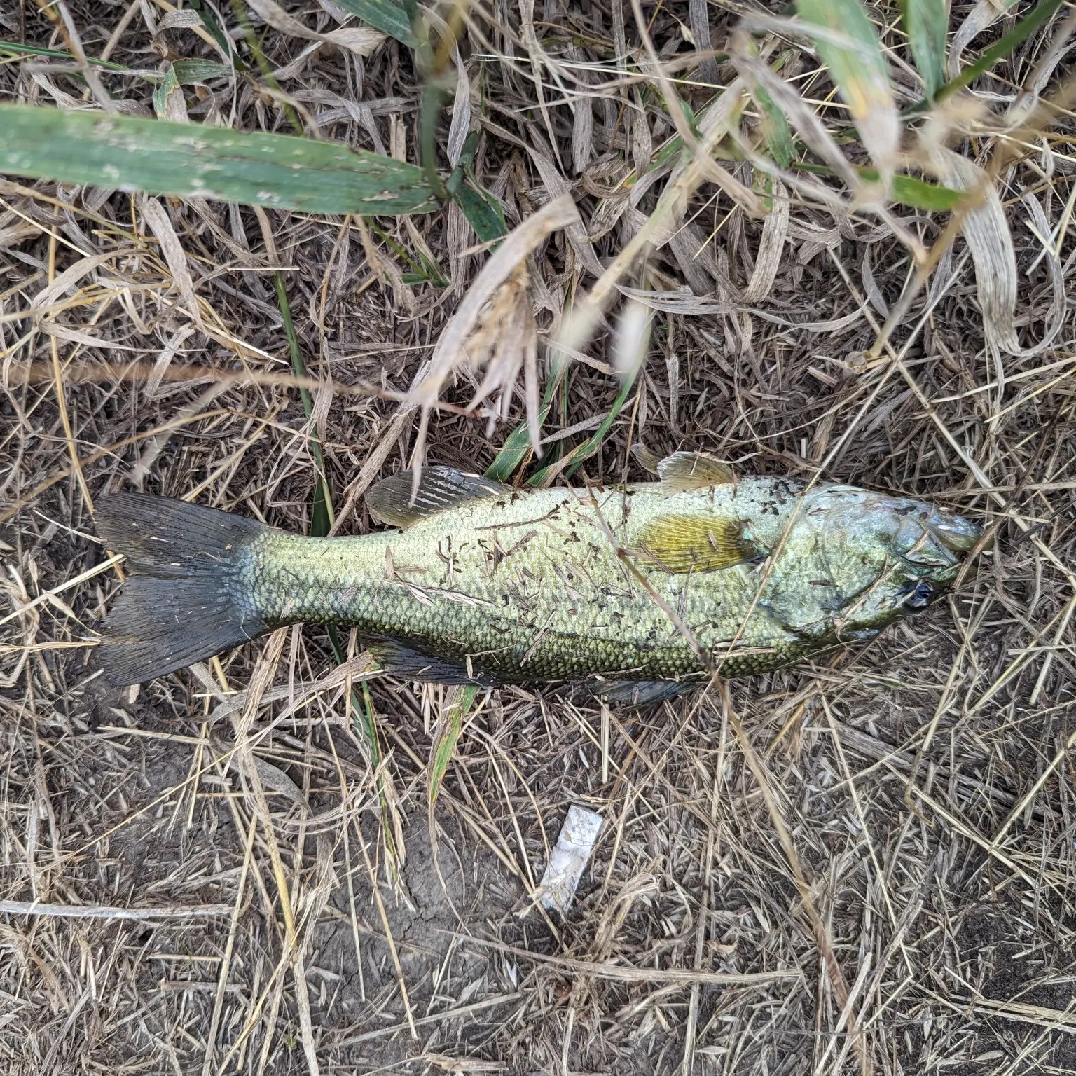 angler catch