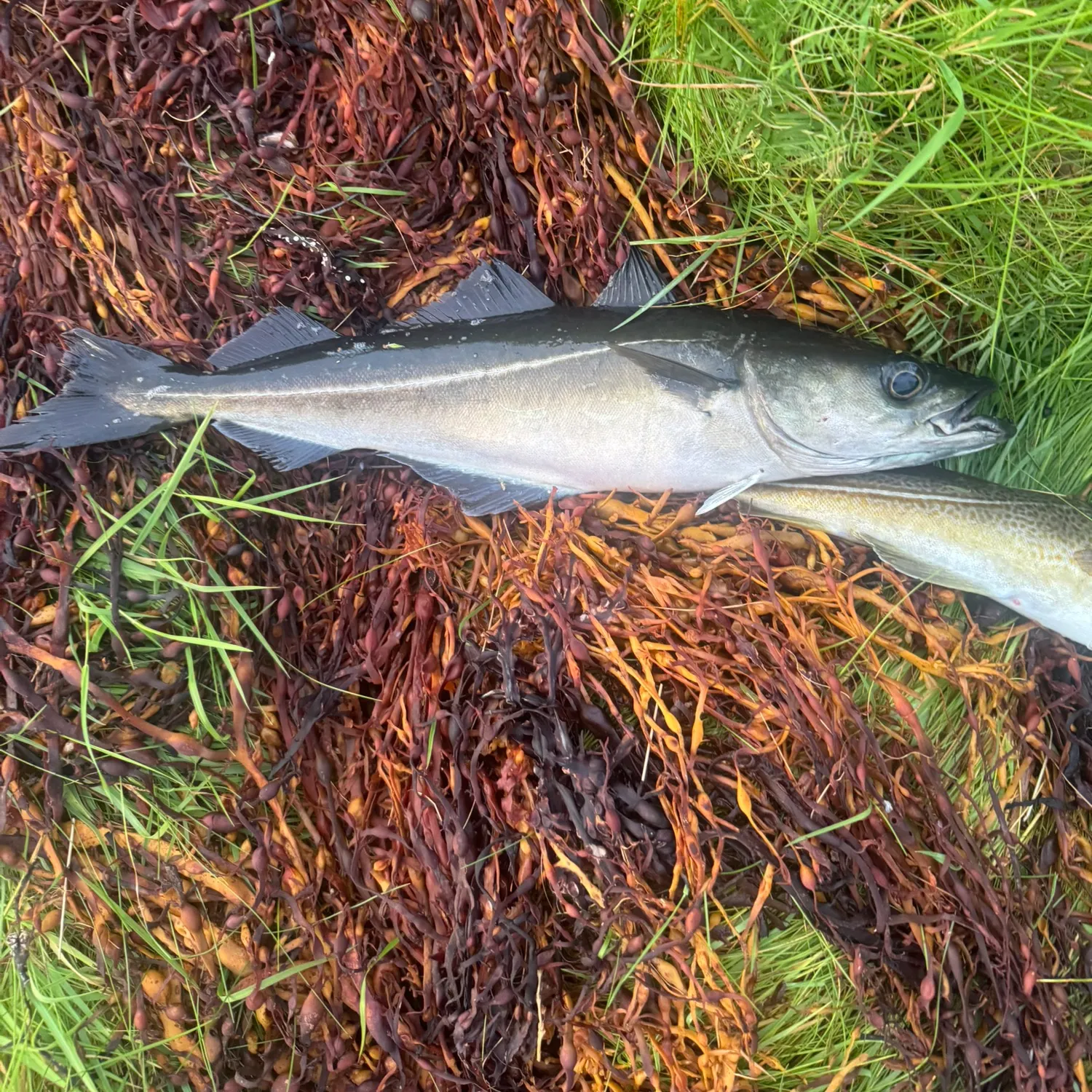Atlantic pollock caught on Fishbrain
