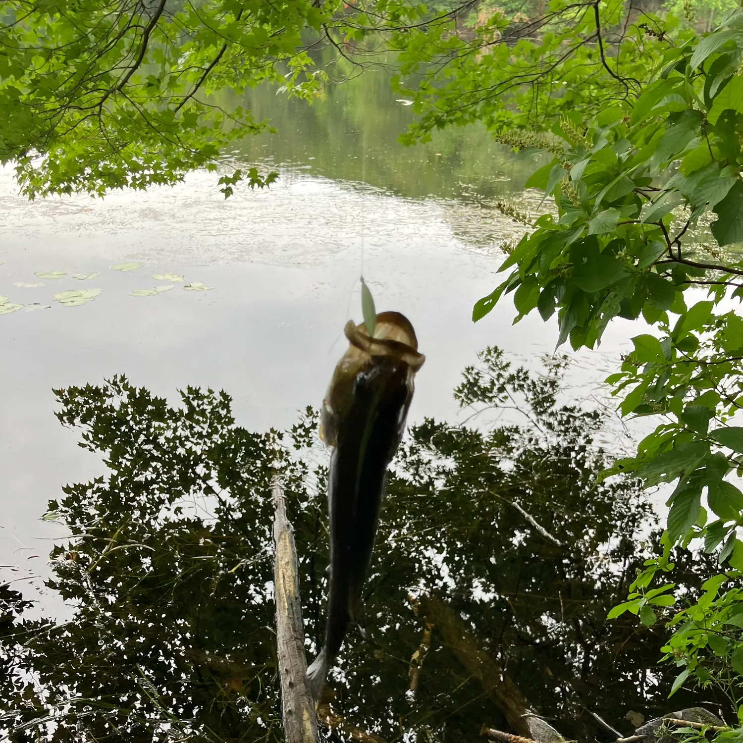 Smallmouth bass caught on Fishbrain