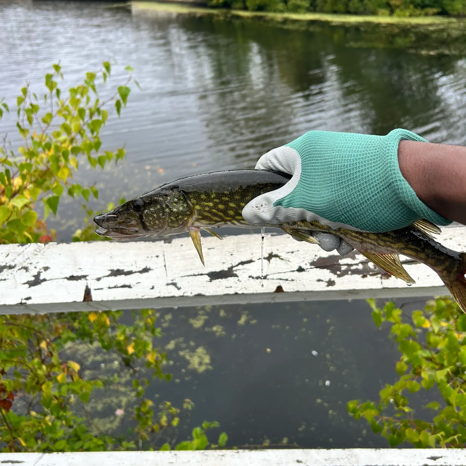 Chain pickerel caught on Fishbrain