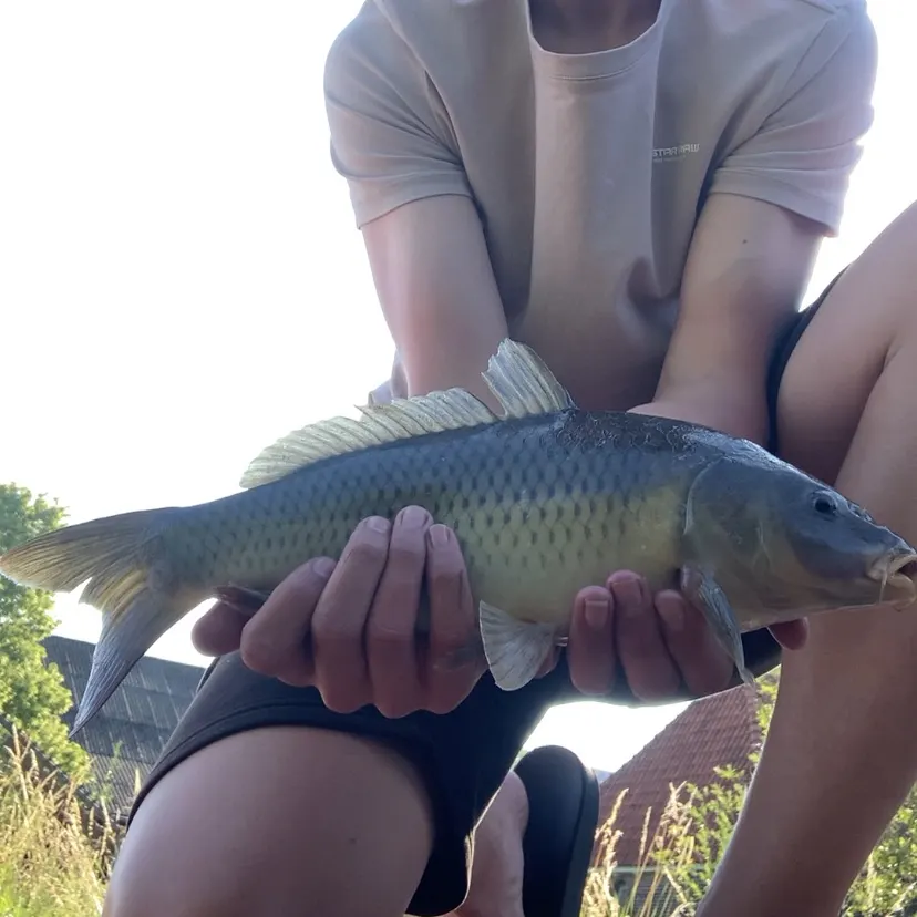 most liked catch image
