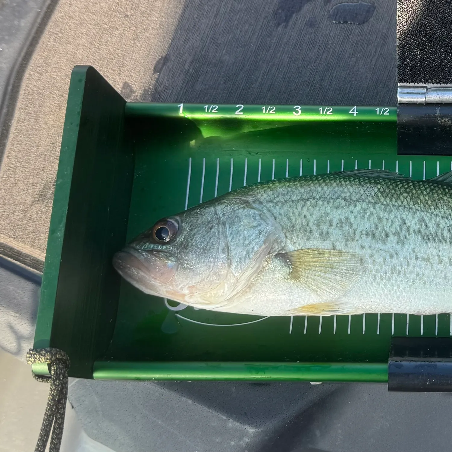 Spotted bass caught on Fishbrain