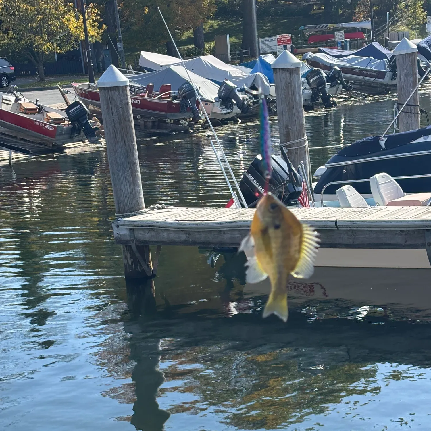 Bluegill caught on Fishbrain