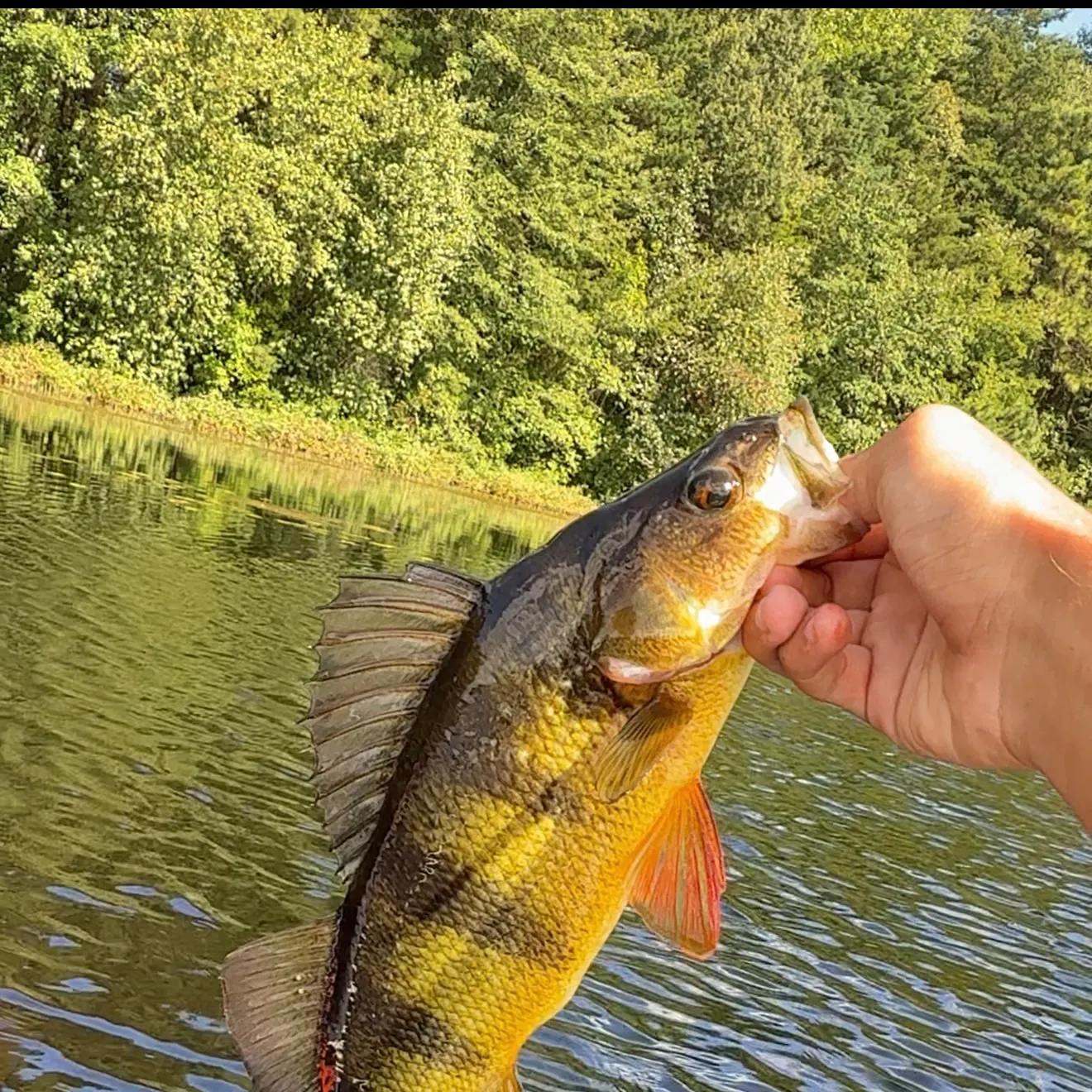 Yellow perch caught on Fishbrain