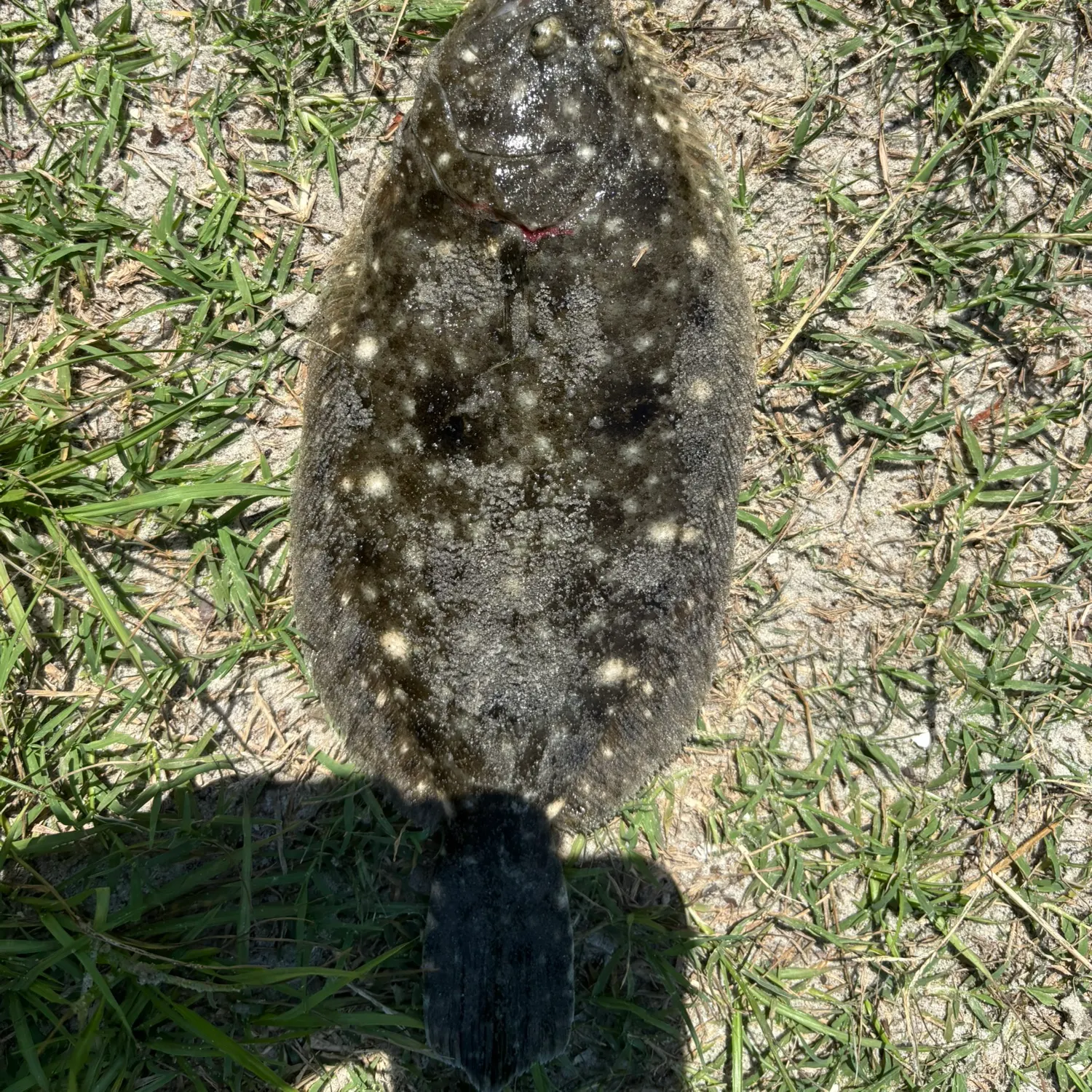 Summer flounder caught on Fishbrain