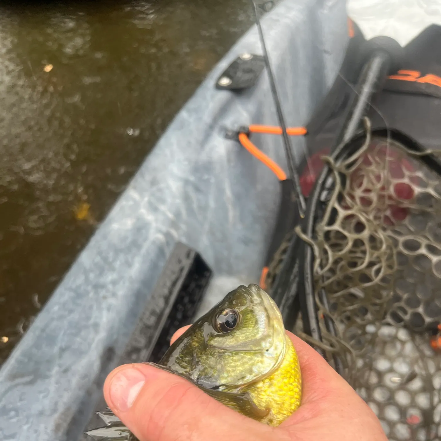 The most recent Bluegill catches on Fishbrain