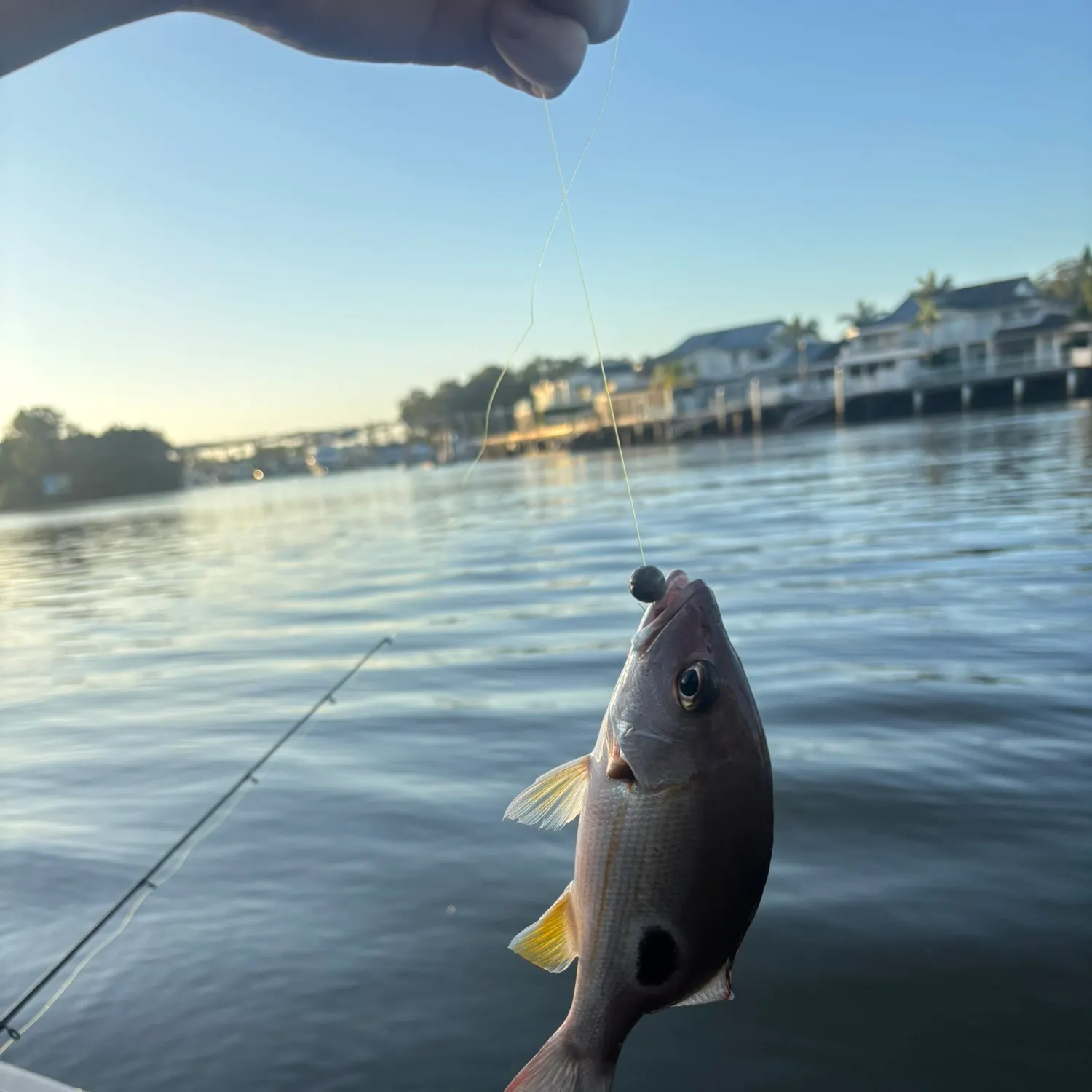 The most recent Moses perch catches on Fishbrain