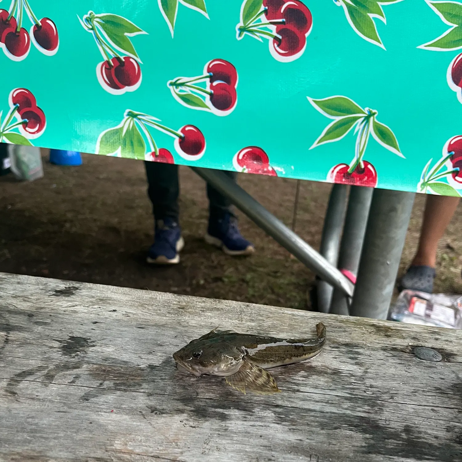 The most recent Shorthorn sculpin catches on Fishbrain