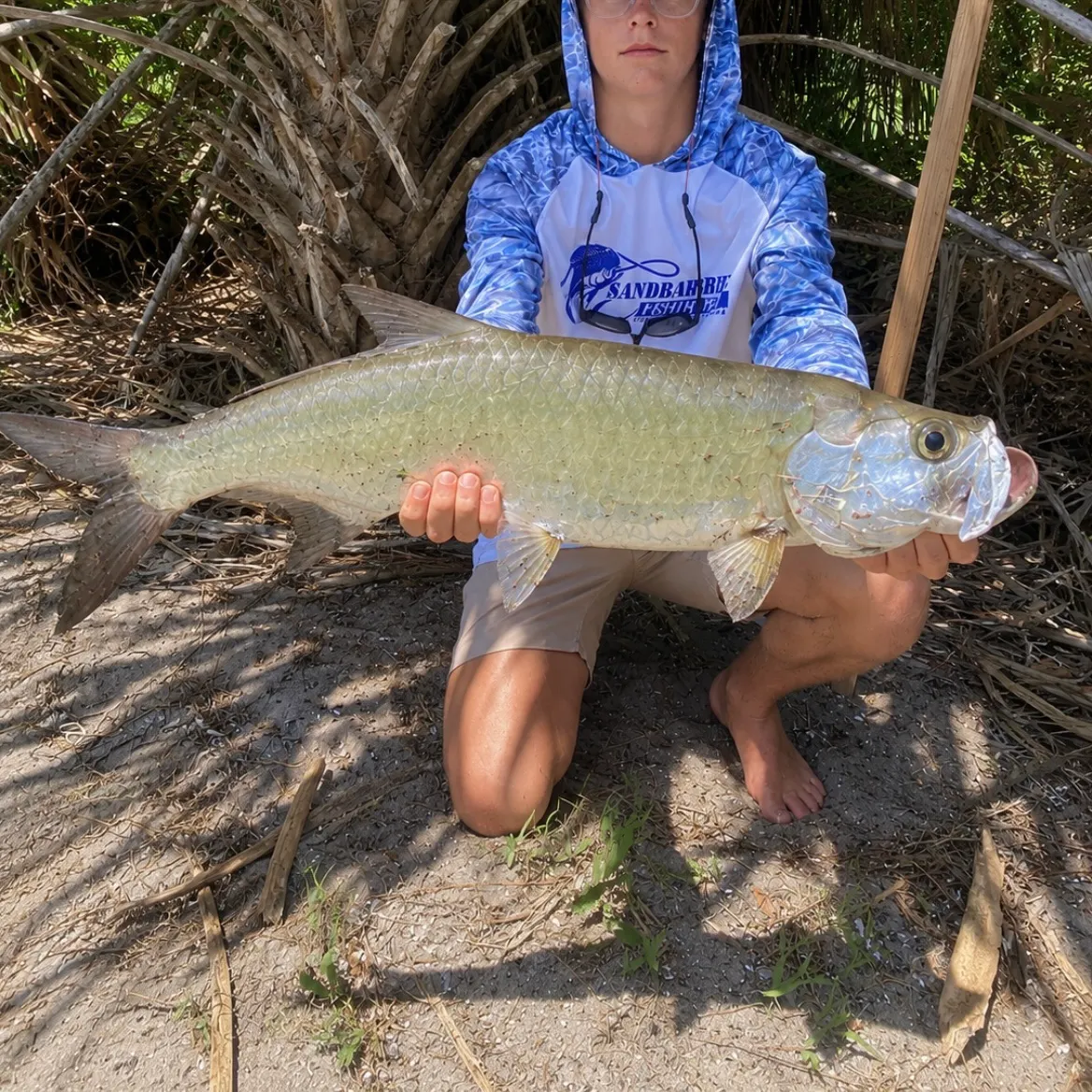 The most recent Tarpon catches on Fishbrain