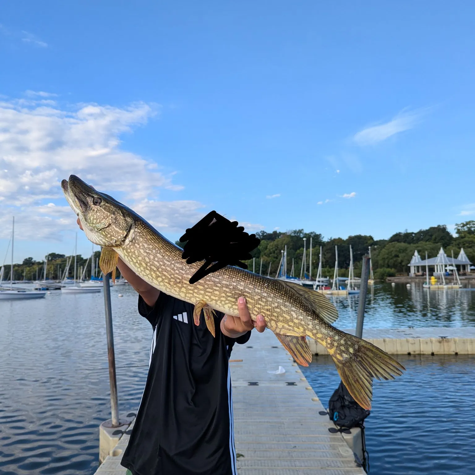 Northern pike caught on Fishbrain