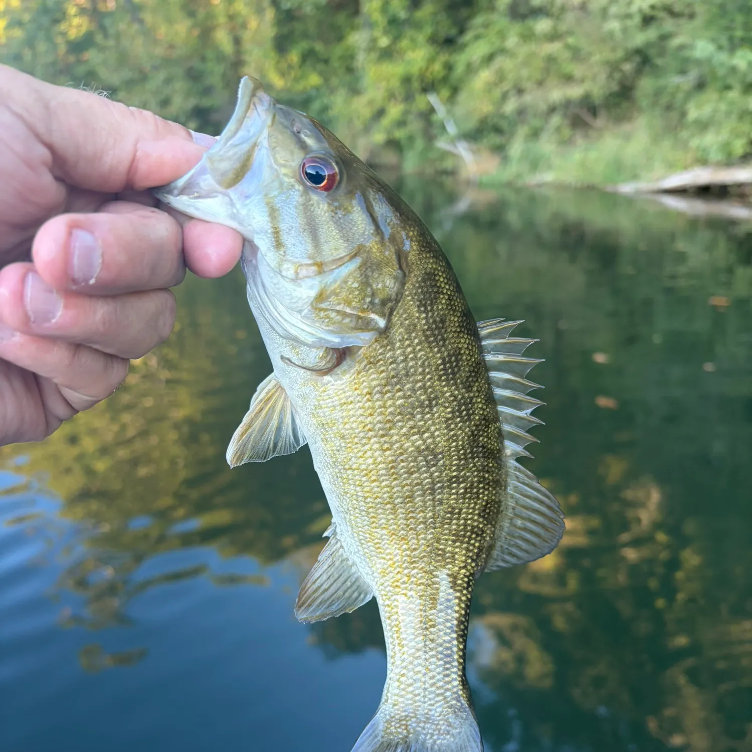 Smallmouth bass caught on Fishbrain