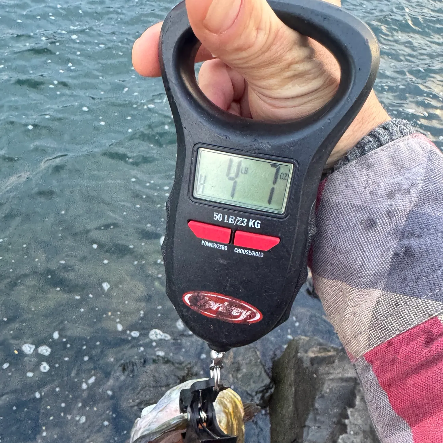 Smallmouth bass caught on Fishbrain