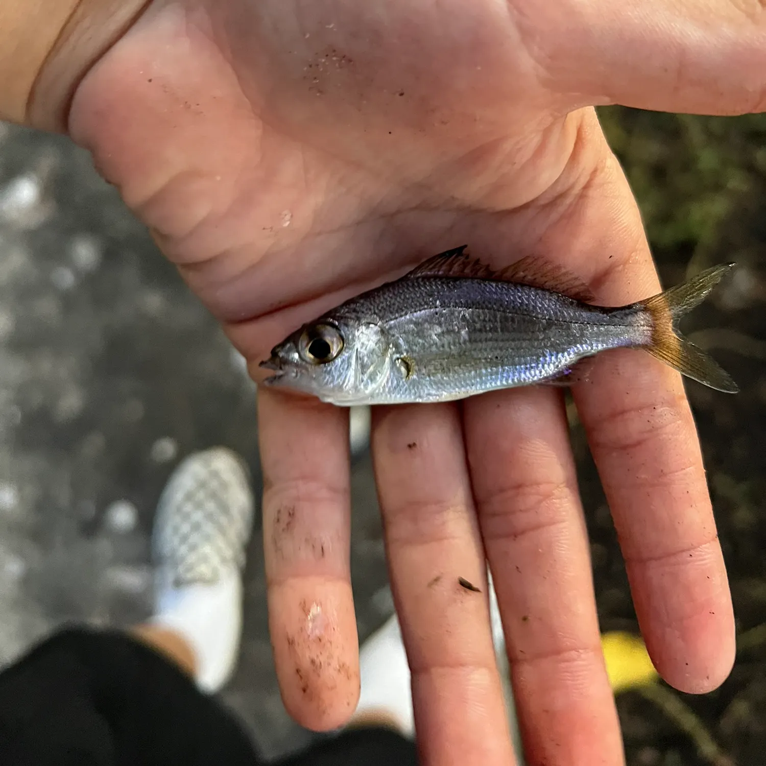 The most recent Slender mojarra catches on Fishbrain