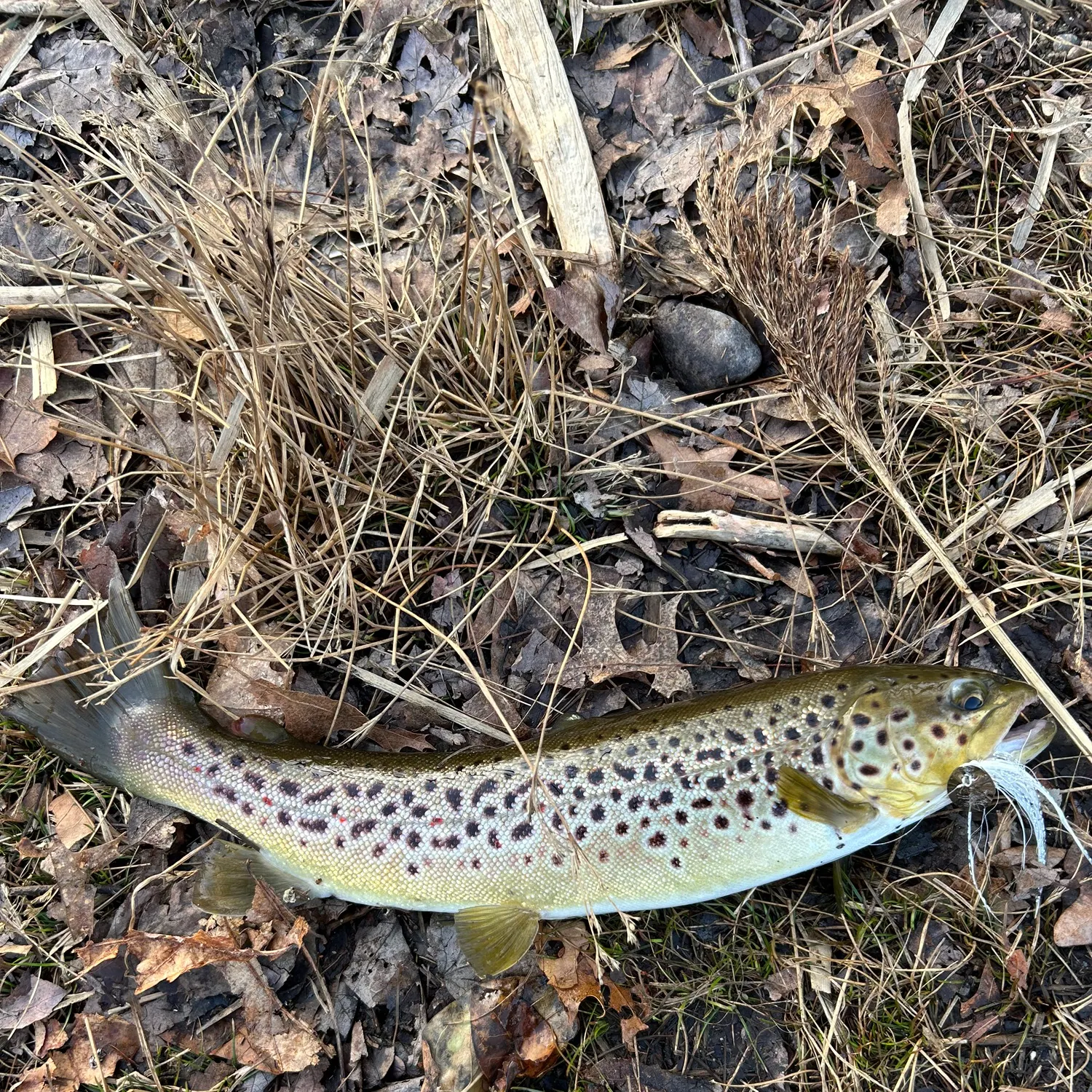 The most recent Brown trout catches on Fishbrain