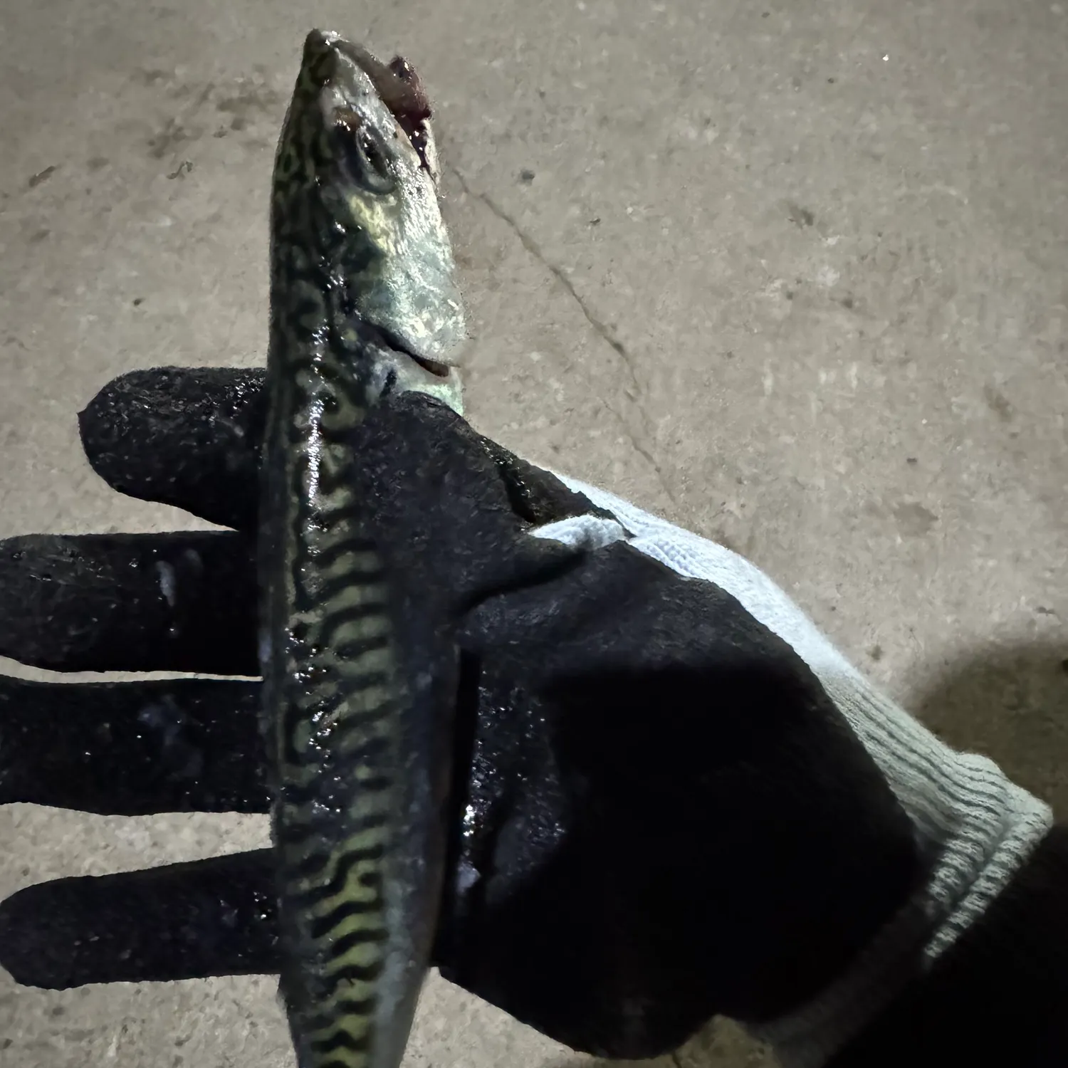 Atlantic mackerel caught on Fishbrain
