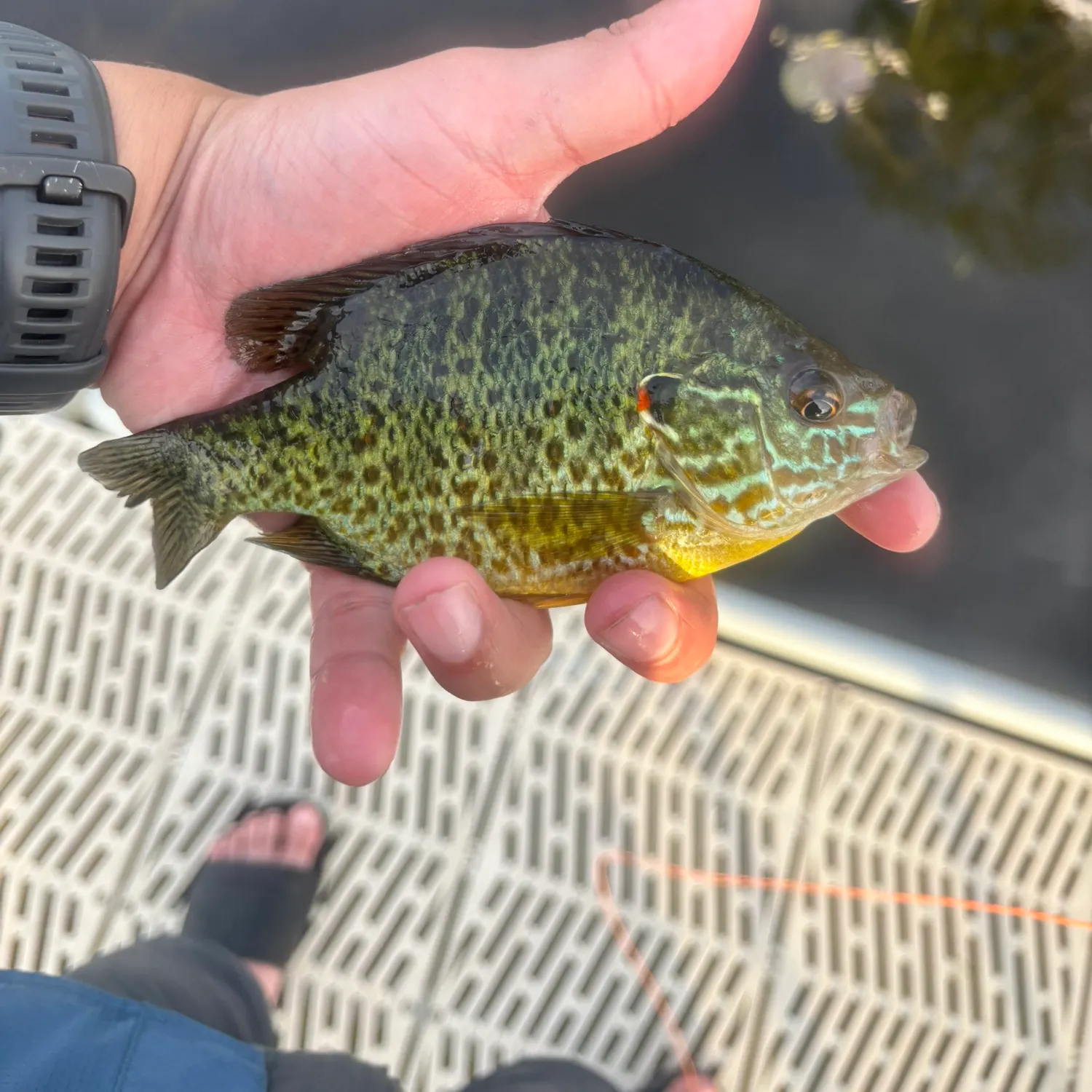 recently logged catches