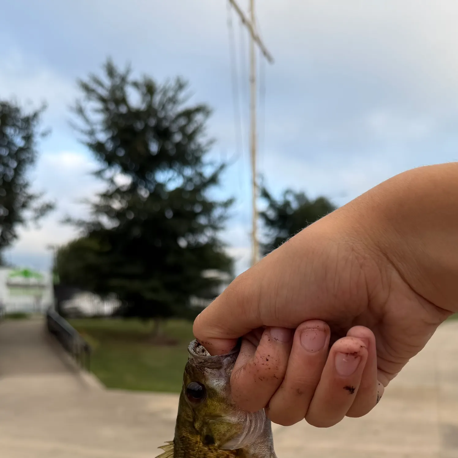 Rock bass caught on Fishbrain