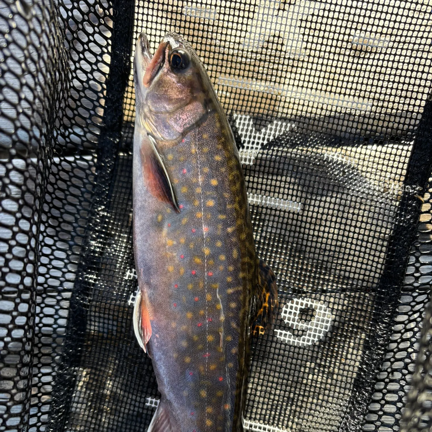 Brook trout caught on Fishbrain