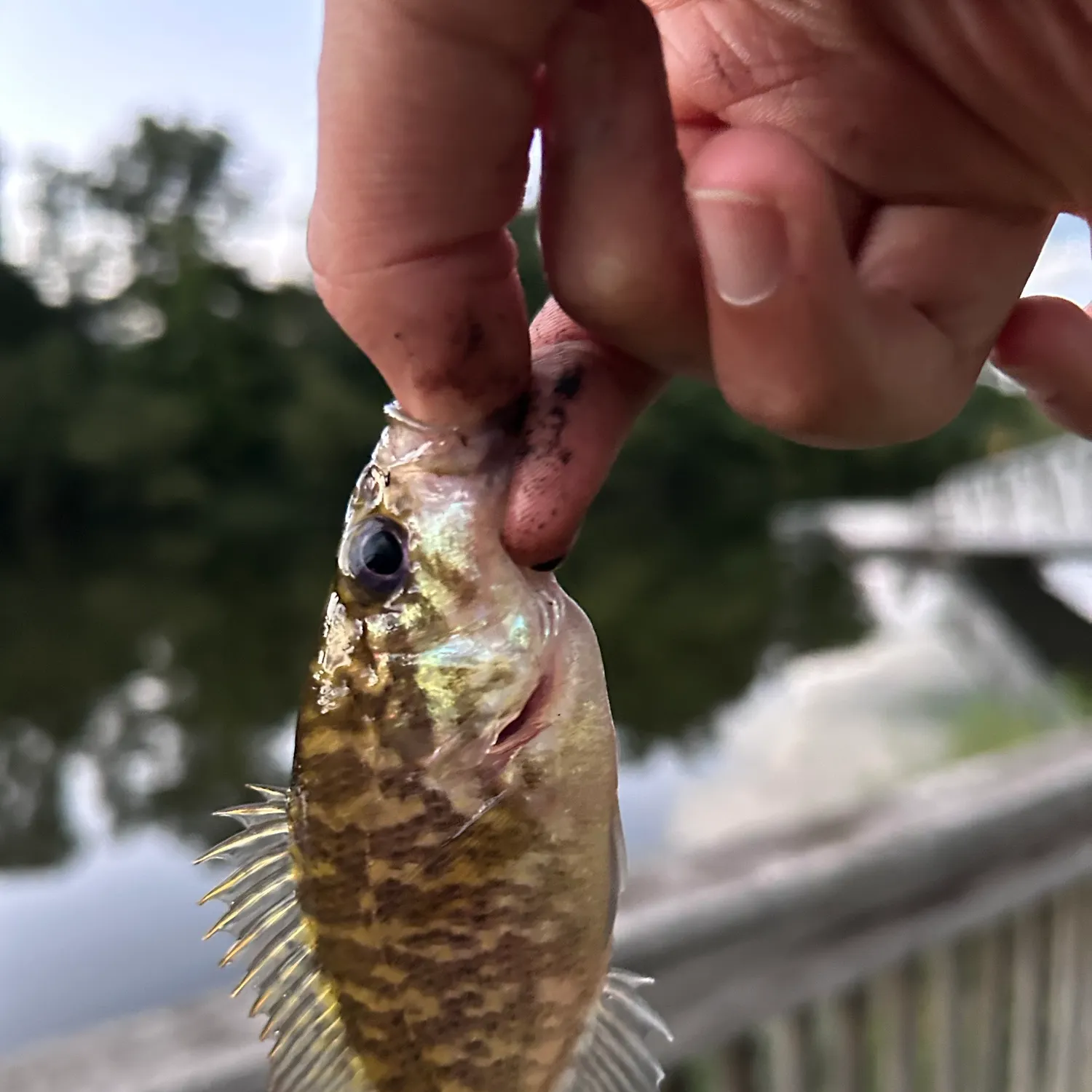 The most recent Warmouth catches on Fishbrain