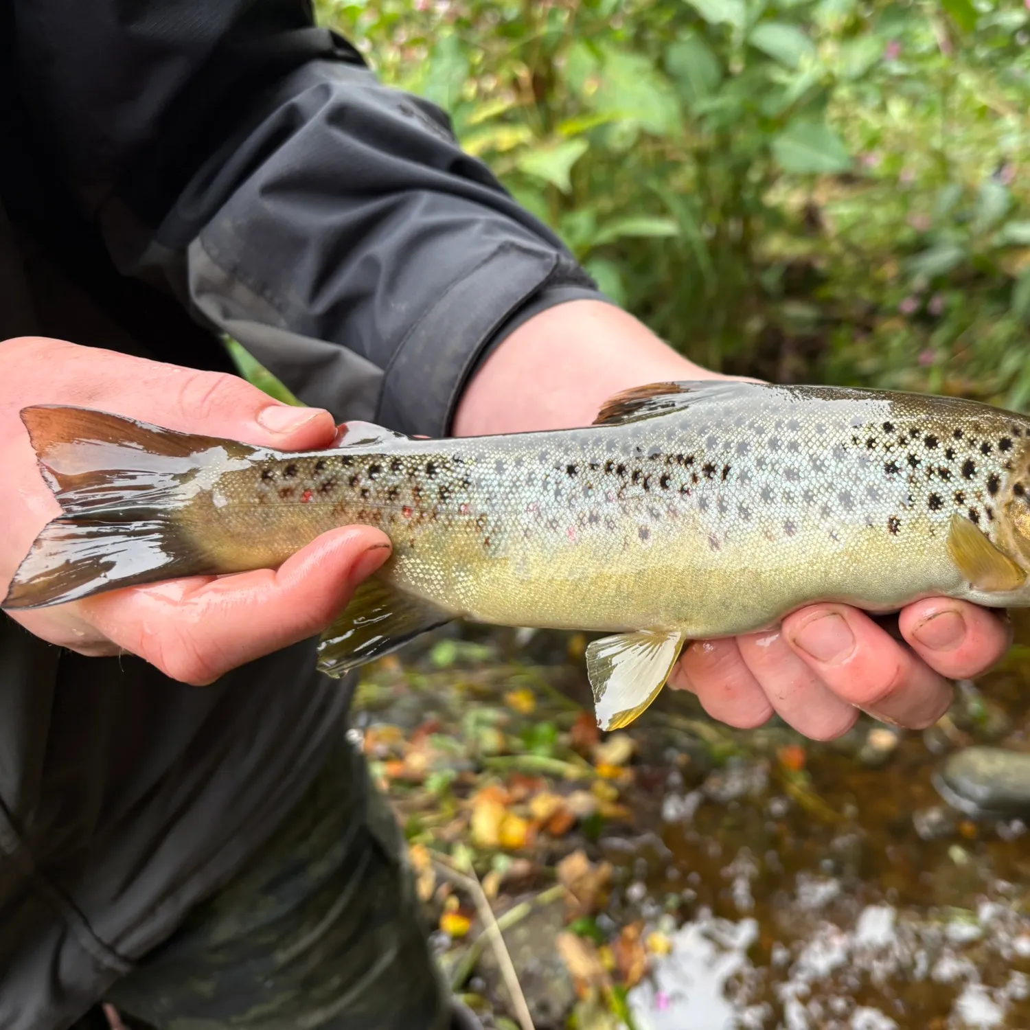 Brown trout caught on Fishbrain