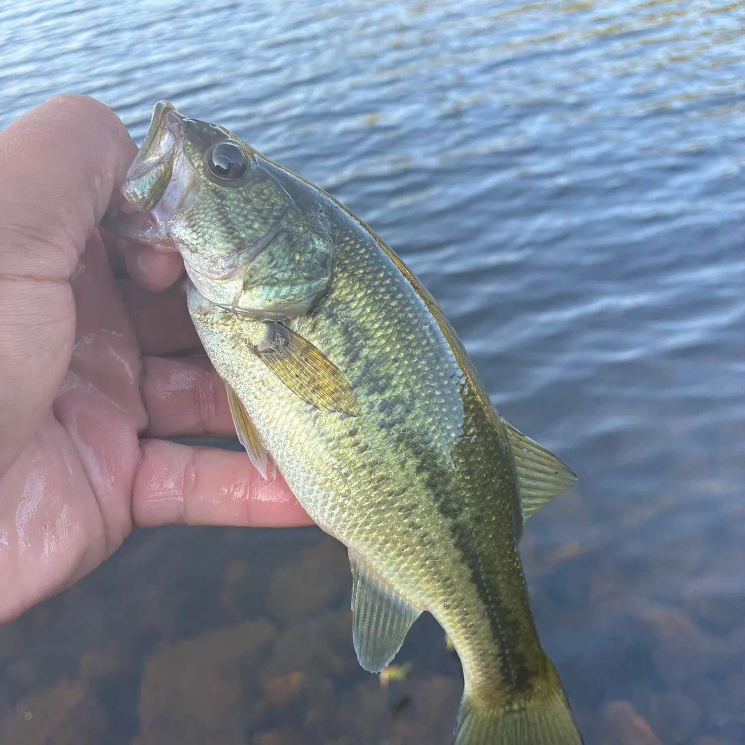 Largemouth bass caught on Fishbrain